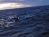 Дельфин, сопровождающий яхту. 20 октября 2009
